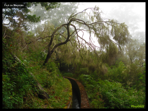 Fajã da Nogueira. Photo of a tree in the middle of the fog.