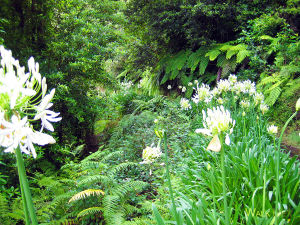 Levada do Rei. Photo of white flowers in the middle of the green forest.