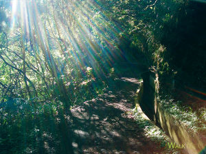 Ribeiro frio. Sun shinning through the trees.